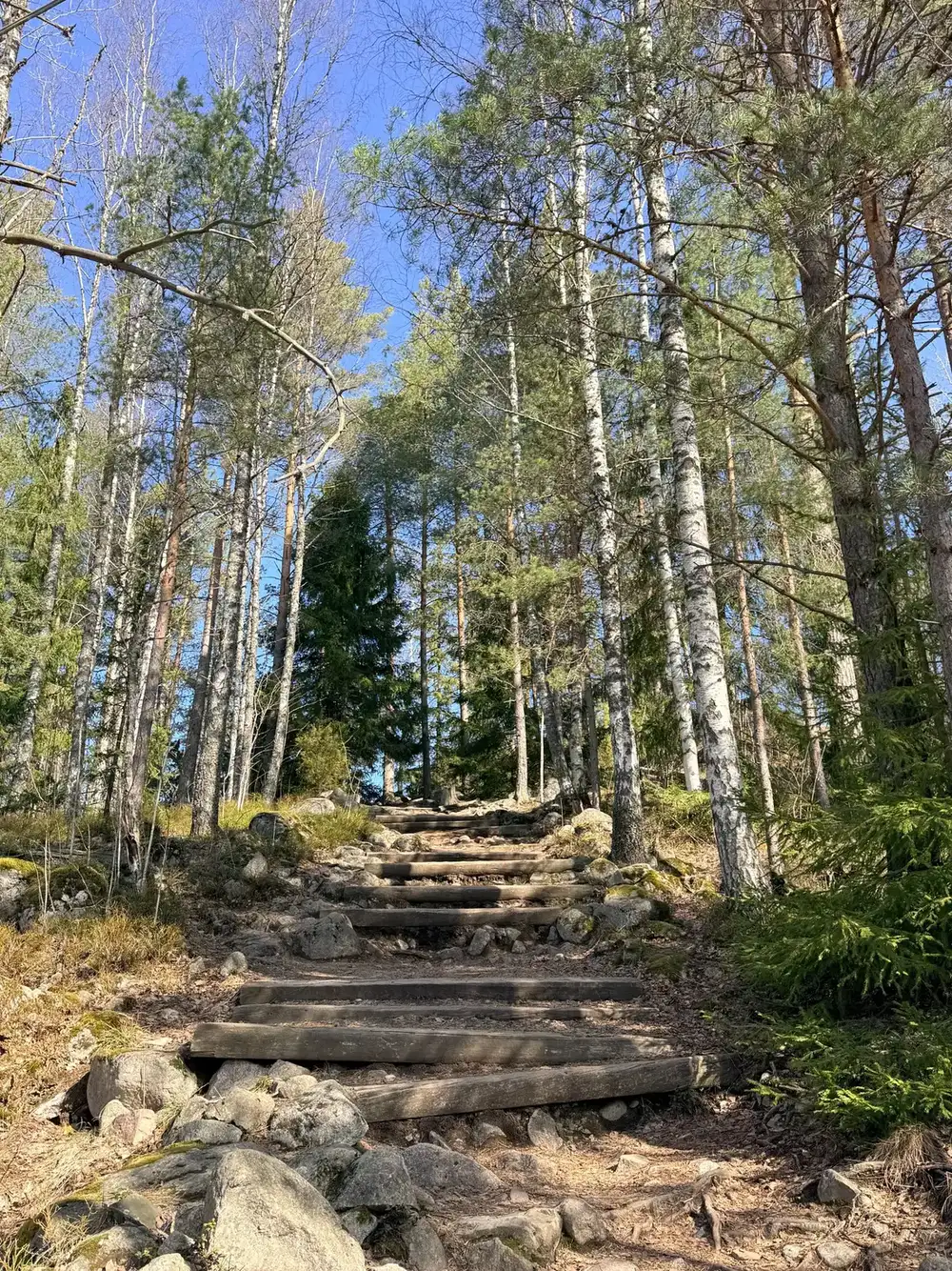 Vihreä metsäpolku puiden ja saniaisten keskellä